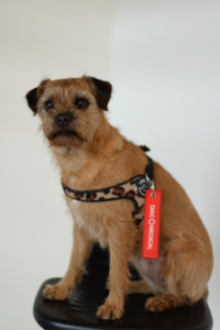 Hazel – Company Dog